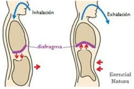explicacion respiracion